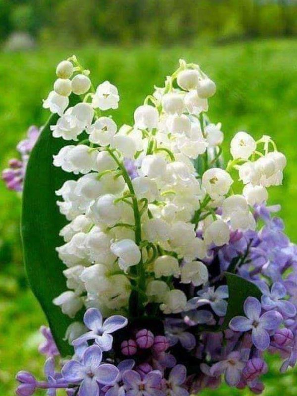 ландыш сирень жасмин