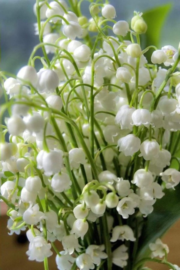 ландыш майский белый