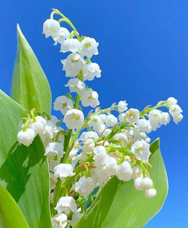 ландыш обыкновенный