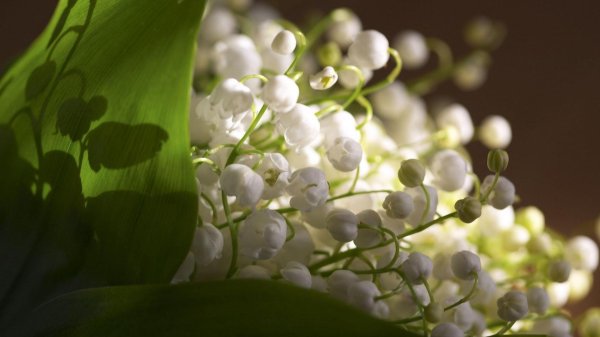 весенний ландыш