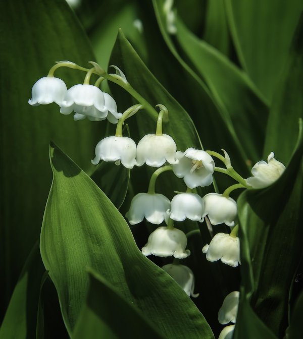 ландыш майский соцветие