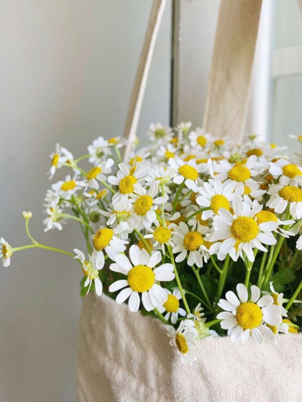 ромашка матрикария