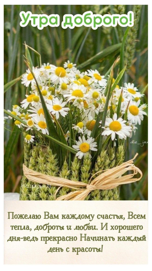 летнее утро доброе