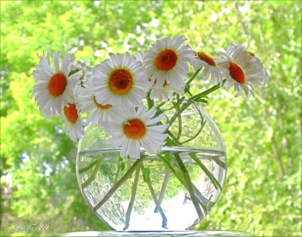 доброе солнечное утро с ромашками