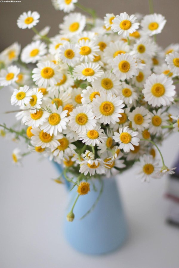 букет ромашек