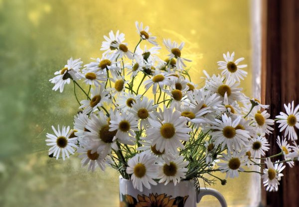 ромашка красивая