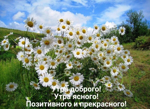 ромашка польова