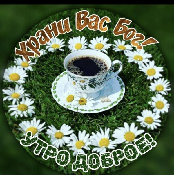доброго утра ромашки