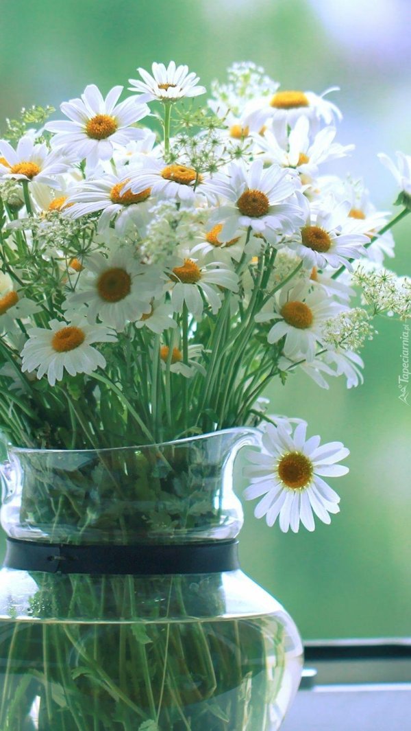 доброго утра ромашки