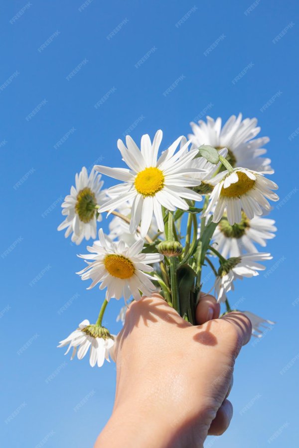 красивые ромашки