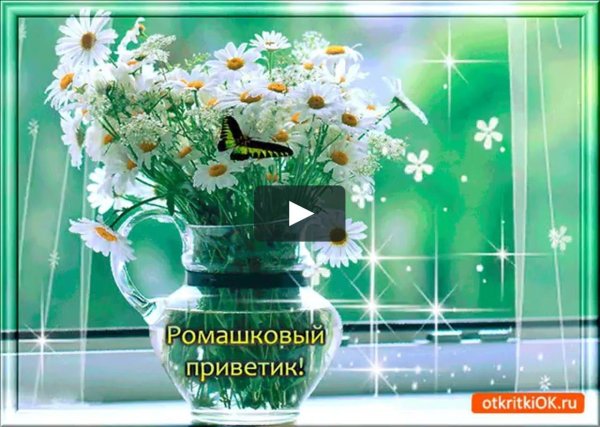 ромашковый привет