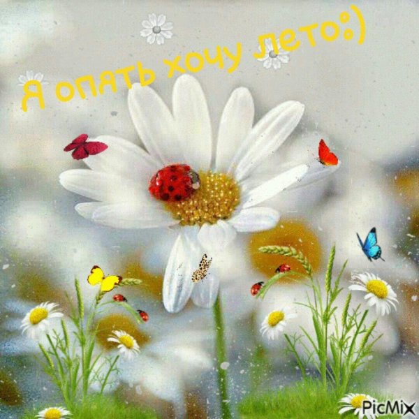 красивая ромашка