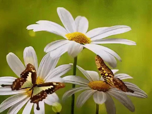 мойчечак гули