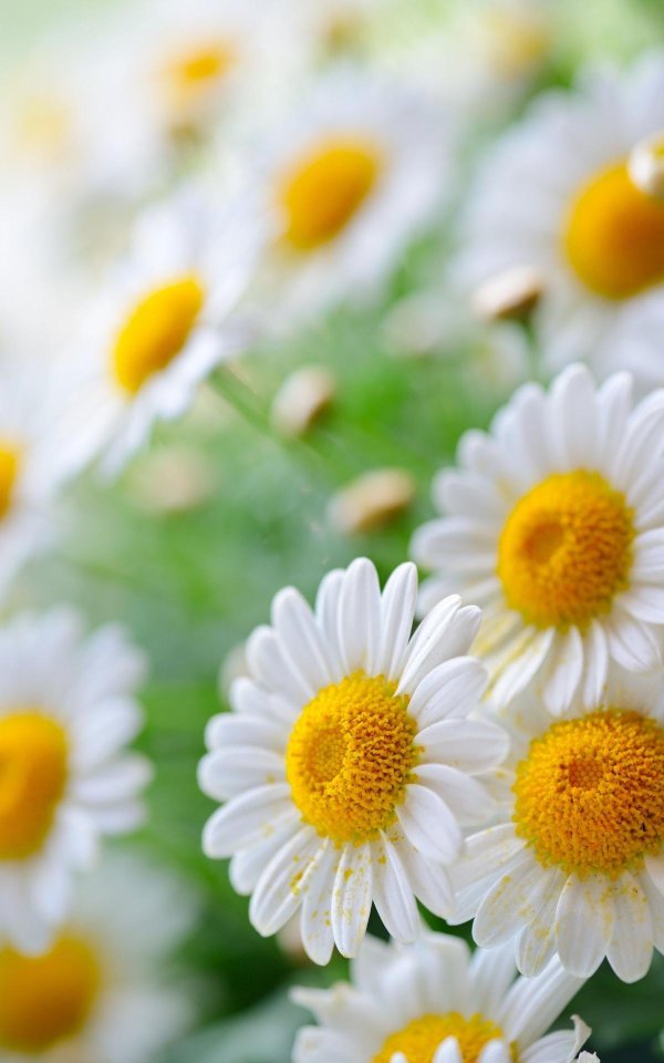 с ромашками