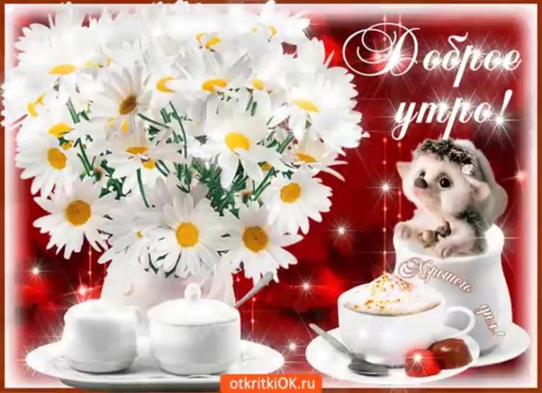 красивые ромашки с добрым утром