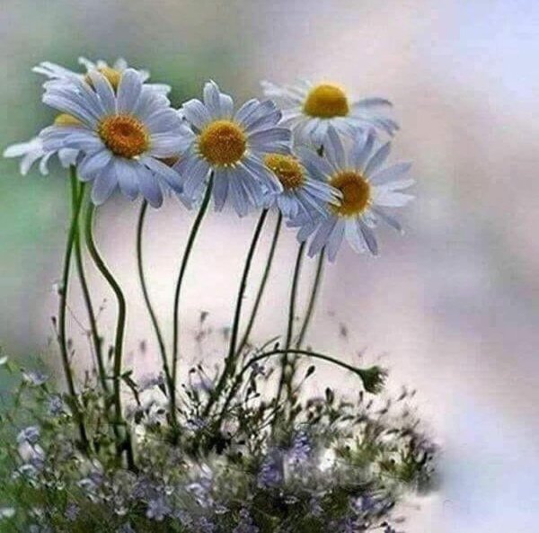 утренние полевые цветы