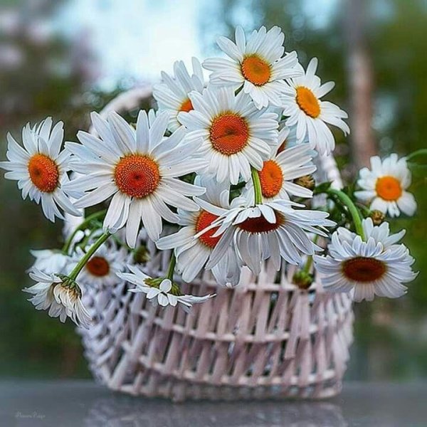 летние цветы букет