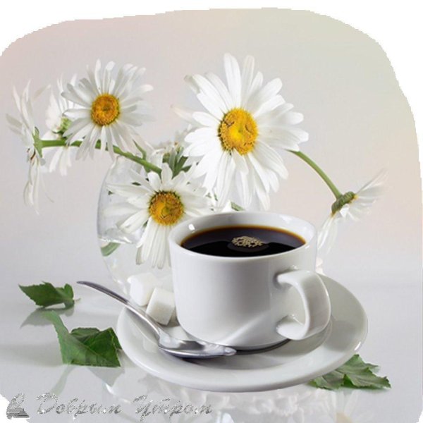 луиза гельтс ромашки