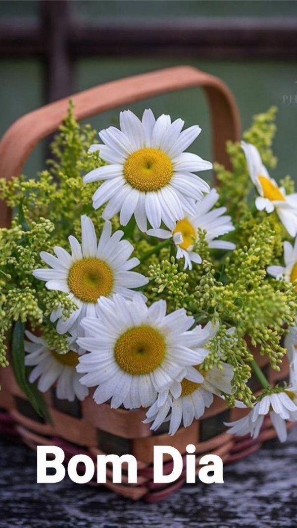 ромашка цветки