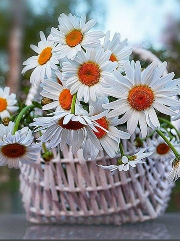 красивые ромашки