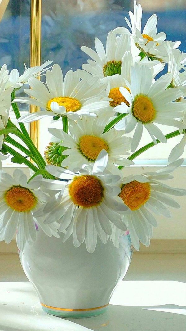 ромашка в вазе