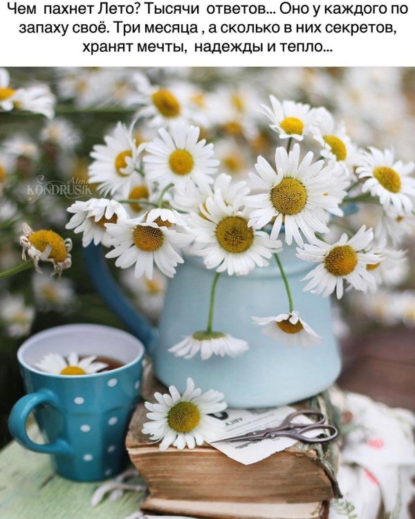 доброе утро ромашки красивые