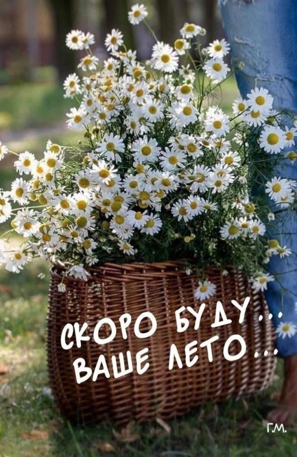 ромашковое лето