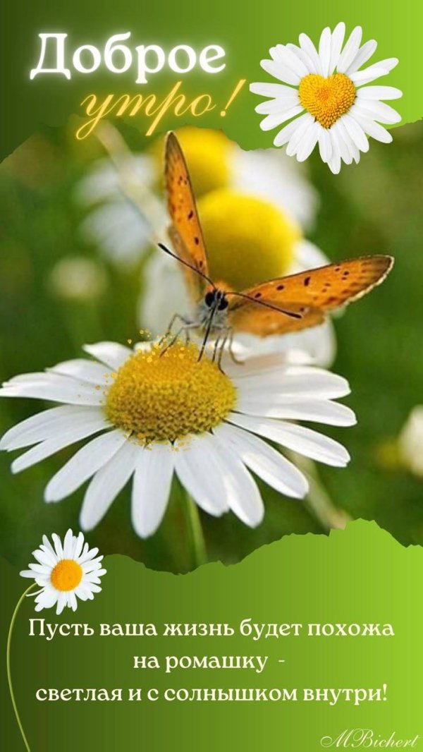 бабочка на ромашке