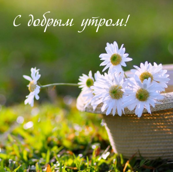 ромашка цветки