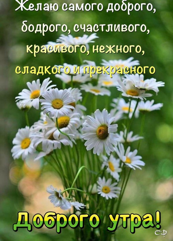 красивые летние цветы