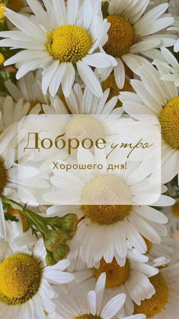 ромашка крупная