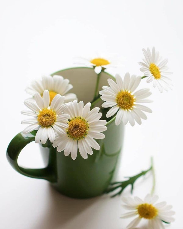 ромашка цветки