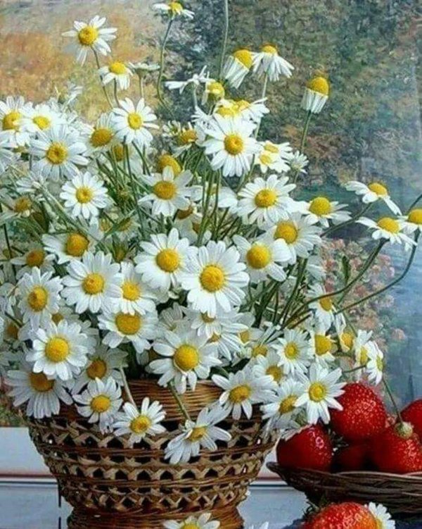 бузин ромашки