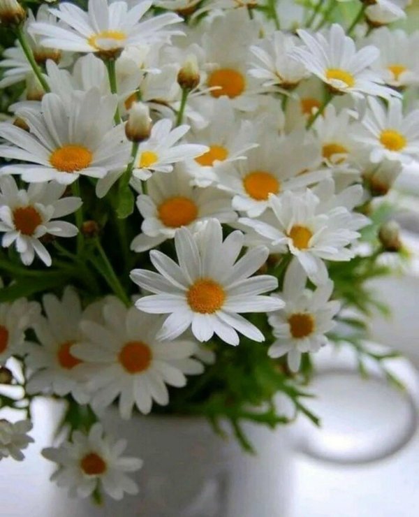 цветные ромашки