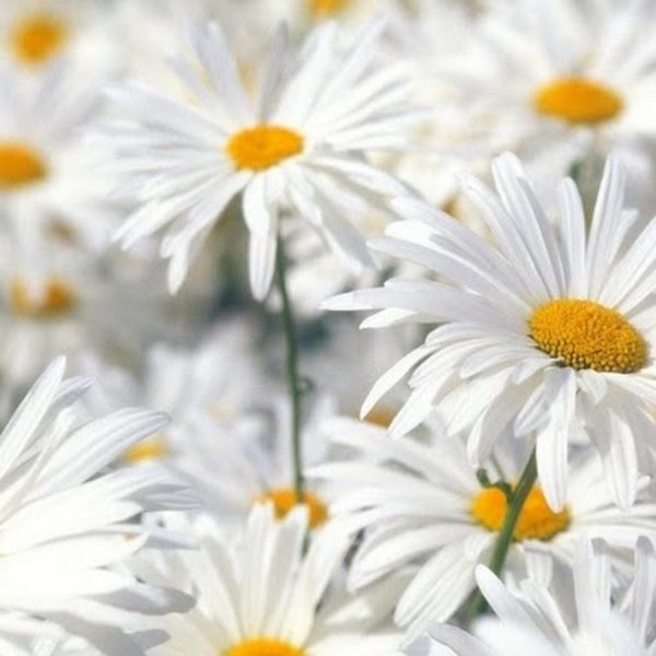 белая ромашка