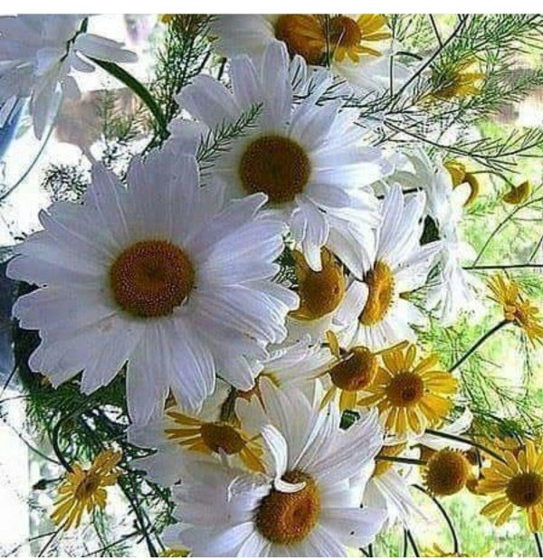 с ромашками