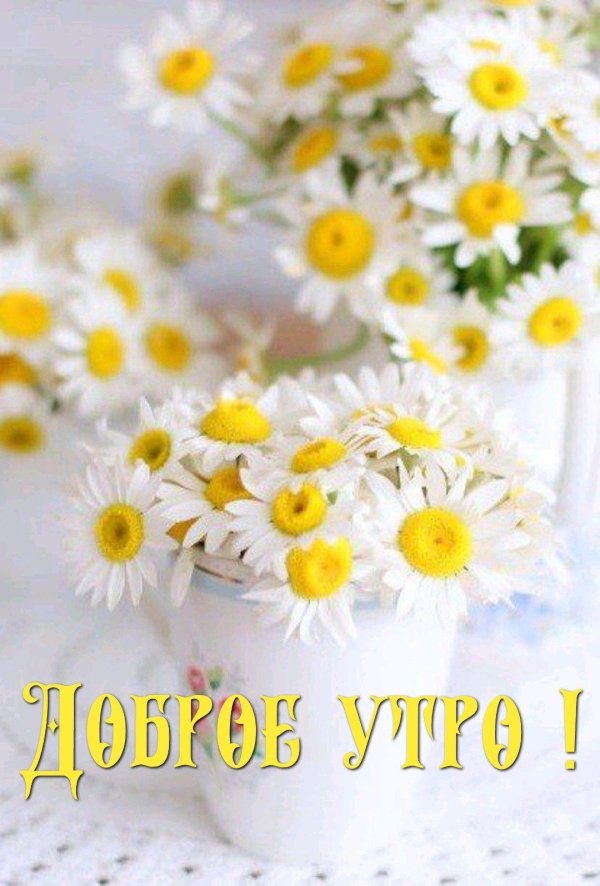 букет ромашек