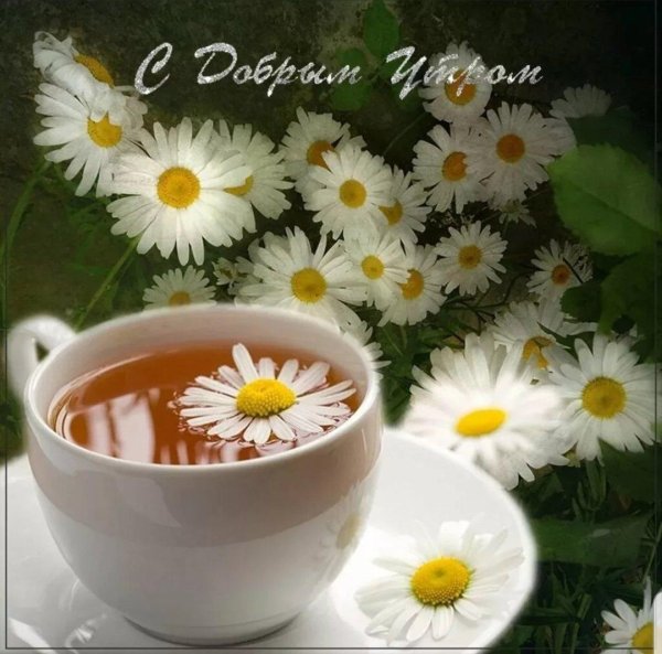 доброго утра ромашки