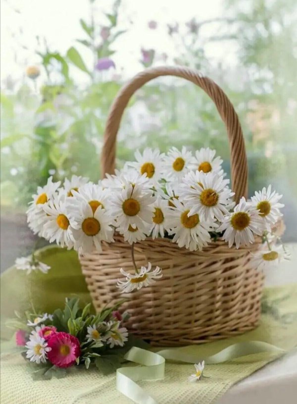 ромашка красивая