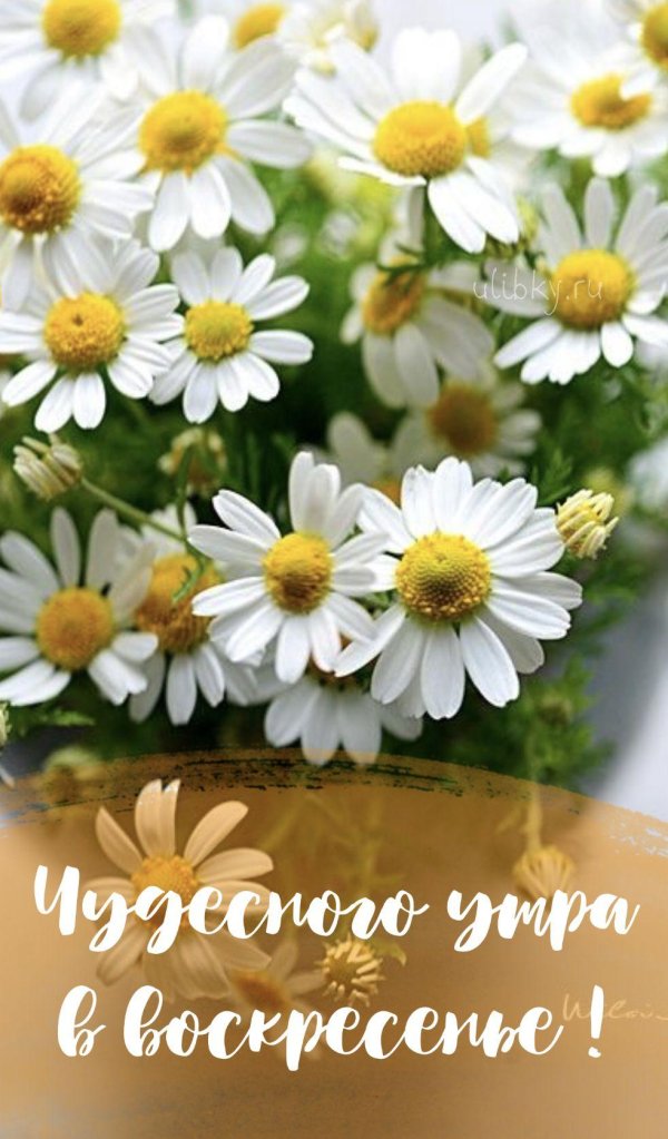 ромашка цветки