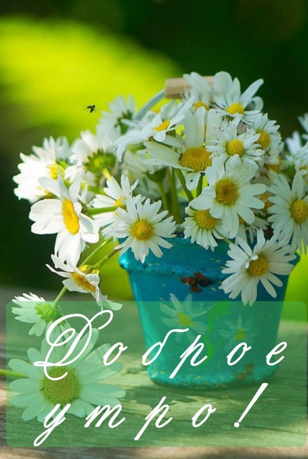 летние цветы