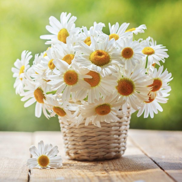 композиция ромашки