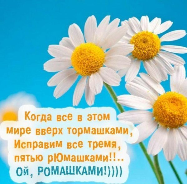 ромашка красивая