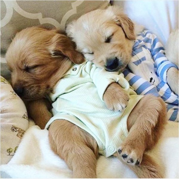 золотистые ретриверы щенки