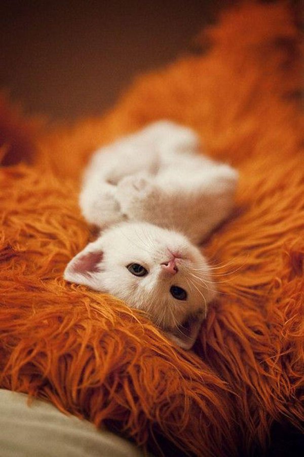 маленький беленький котенок