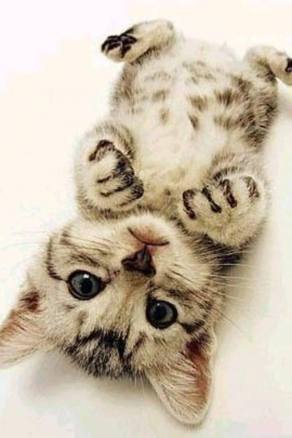 мимимишные котики