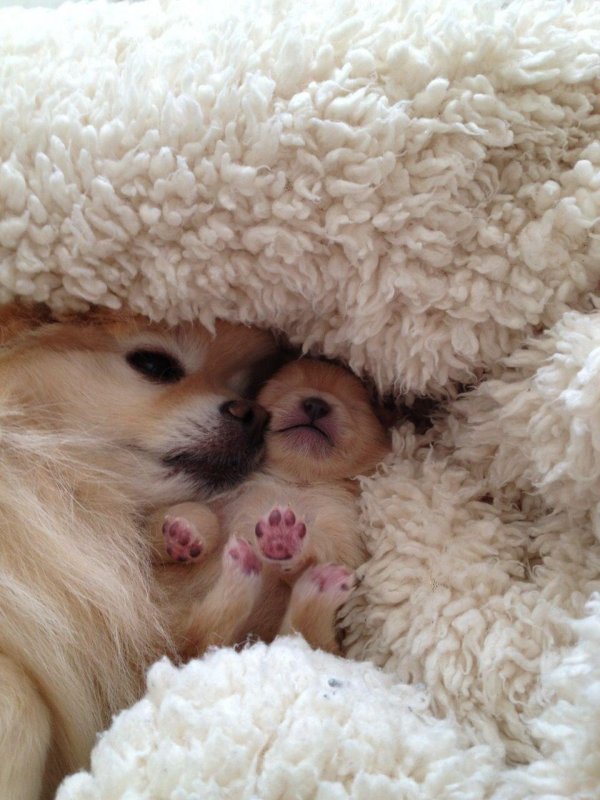 шпиц померанский