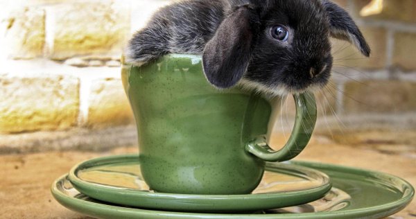 доброе утро зайчик