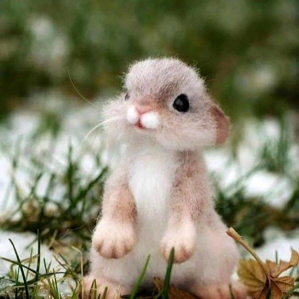 животное милое