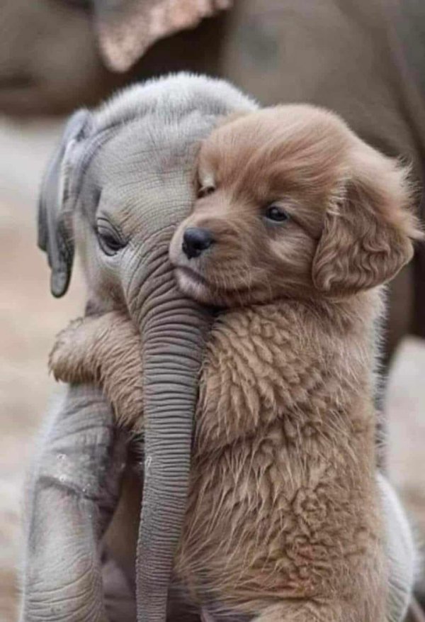 слон слоненок